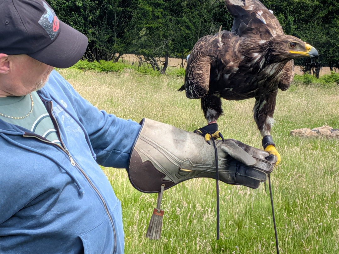 UK Owl And Raptor Centre-Groombridge必去景点