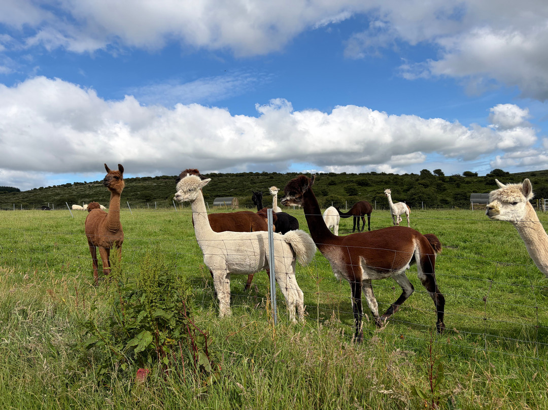 Alpaca Trekking Cornwall-康沃尔必去景点