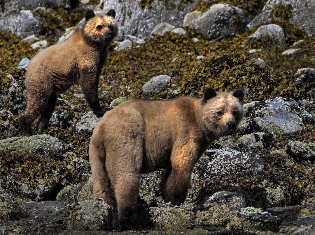 Tide Rip Grizzly Tours-Telegraph Cove必去景点