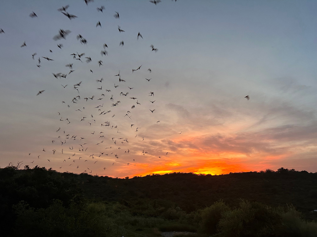 Frio Bat Flight Tours-Concan必去景点