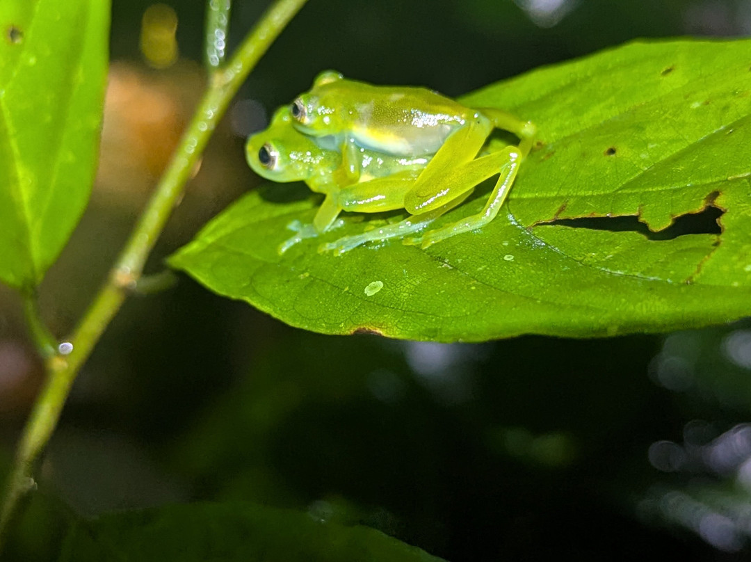 Jungle Life Costa Rica-Bijagua de Upala必去景点