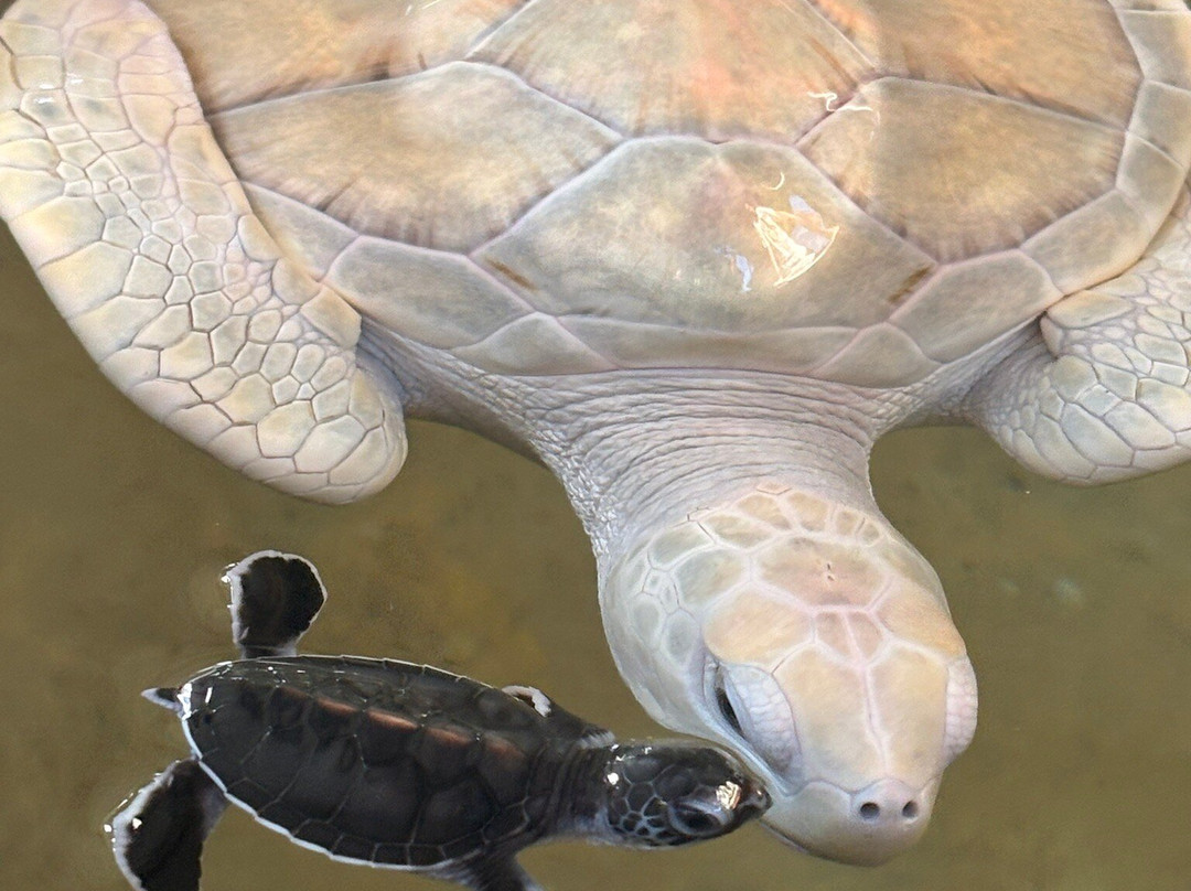 Kosgoda Sea Turtle Conservation Project-科斯戈德必去景点