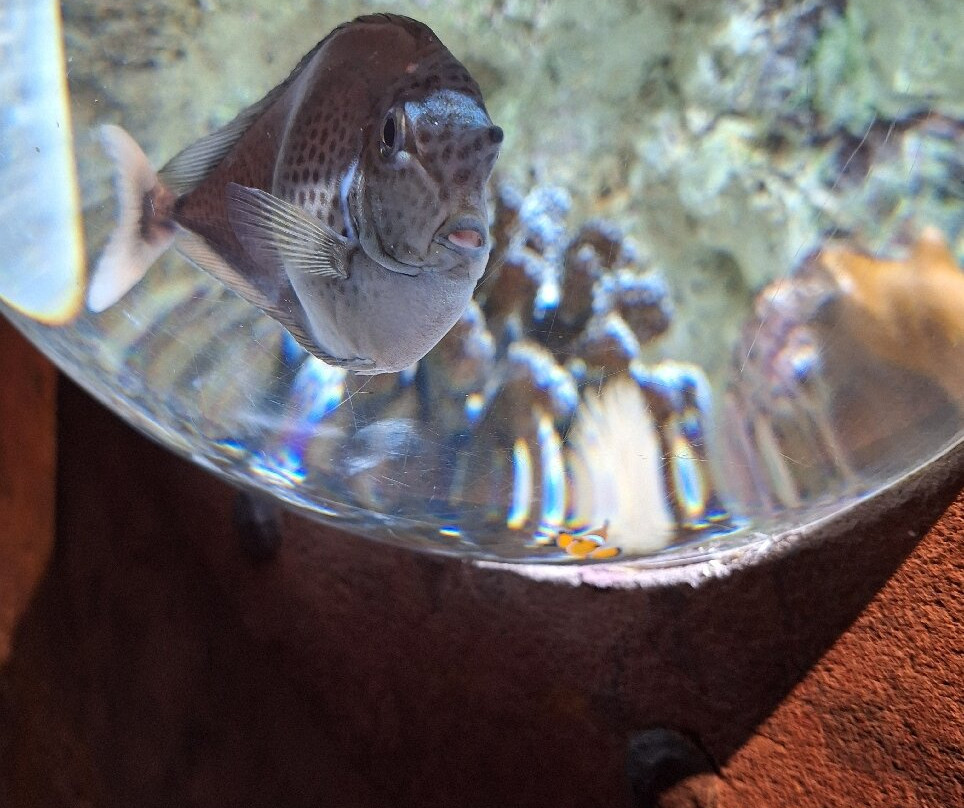 Lanzarote Aquarium-科斯塔特吉塞必去景点