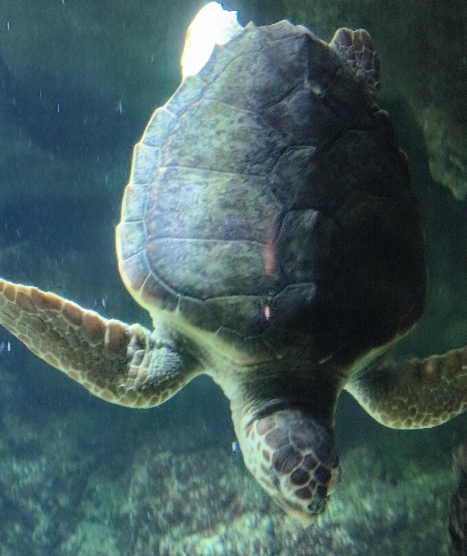 Aquarium La Rochelle-拉罗谢尔必去景点