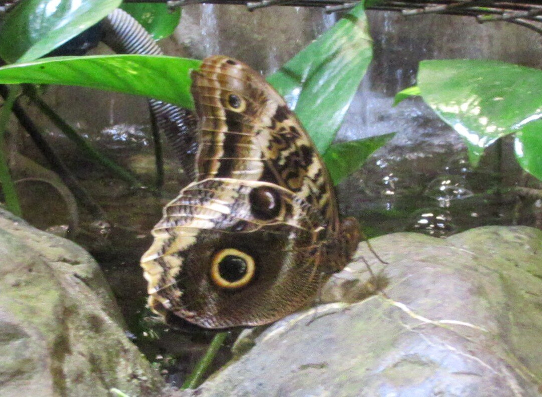 Parc Des Oiseaux-Villars-les-Dombes必去景点