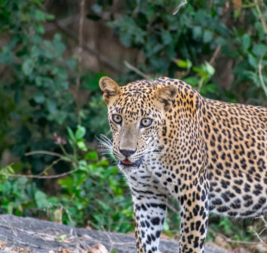 Safari Panama Sri Lanka-Panama必去景点