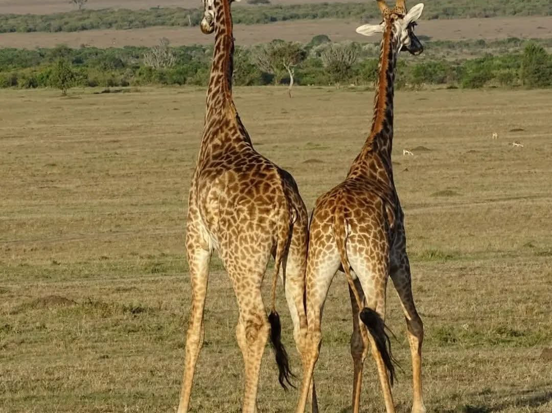 Amboseli National Park-Amboseli Eco-system必去景点