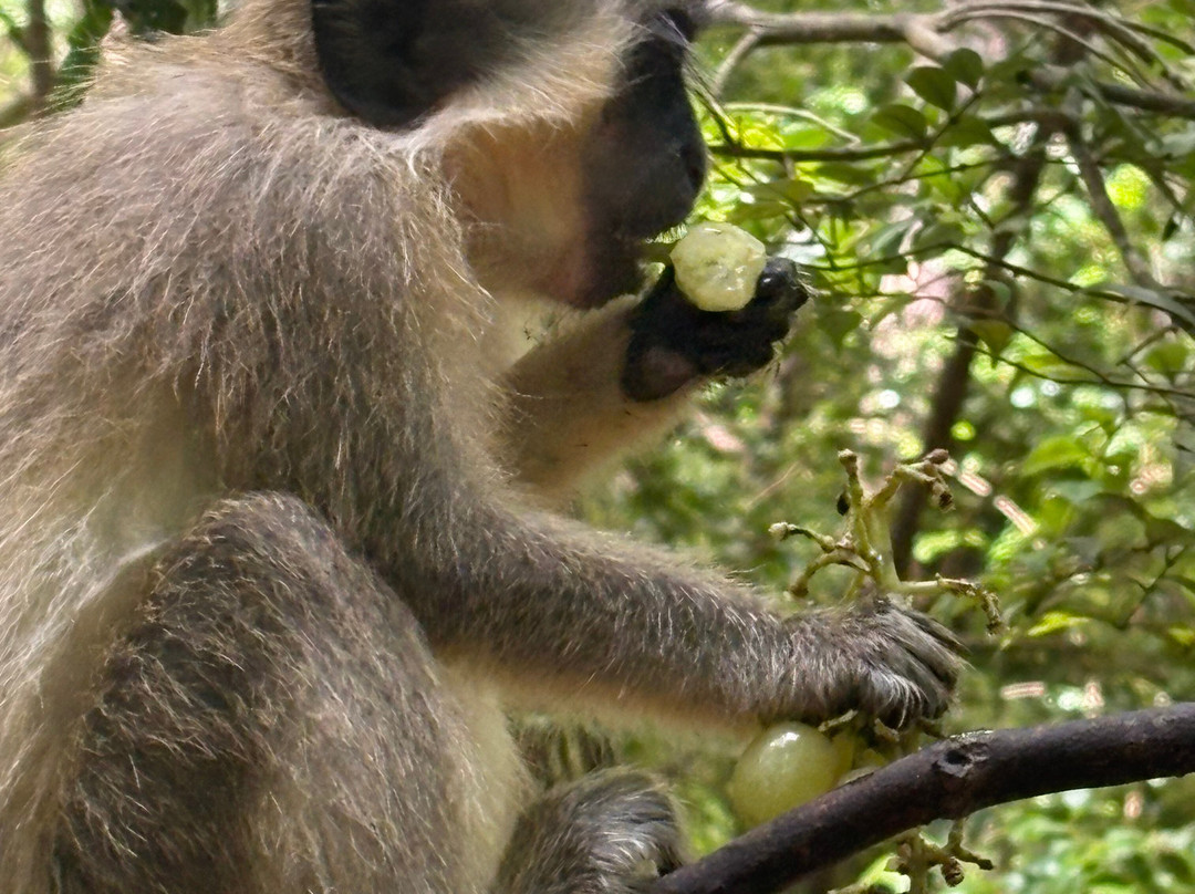 Barbados Wildlife Reserve-Saint Peter Parish必去景点