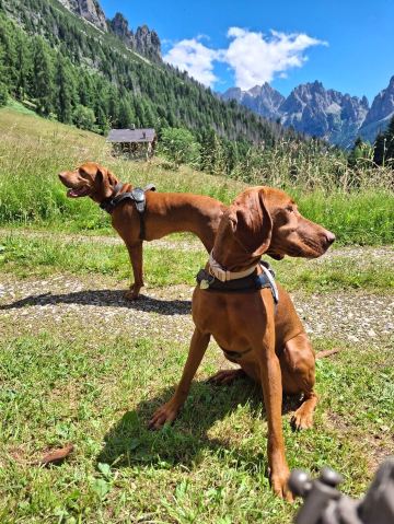 Chalet Piereni-旅行者