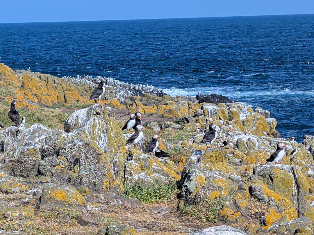 Isle of May National Nature Reserve-Anstruther必去景点