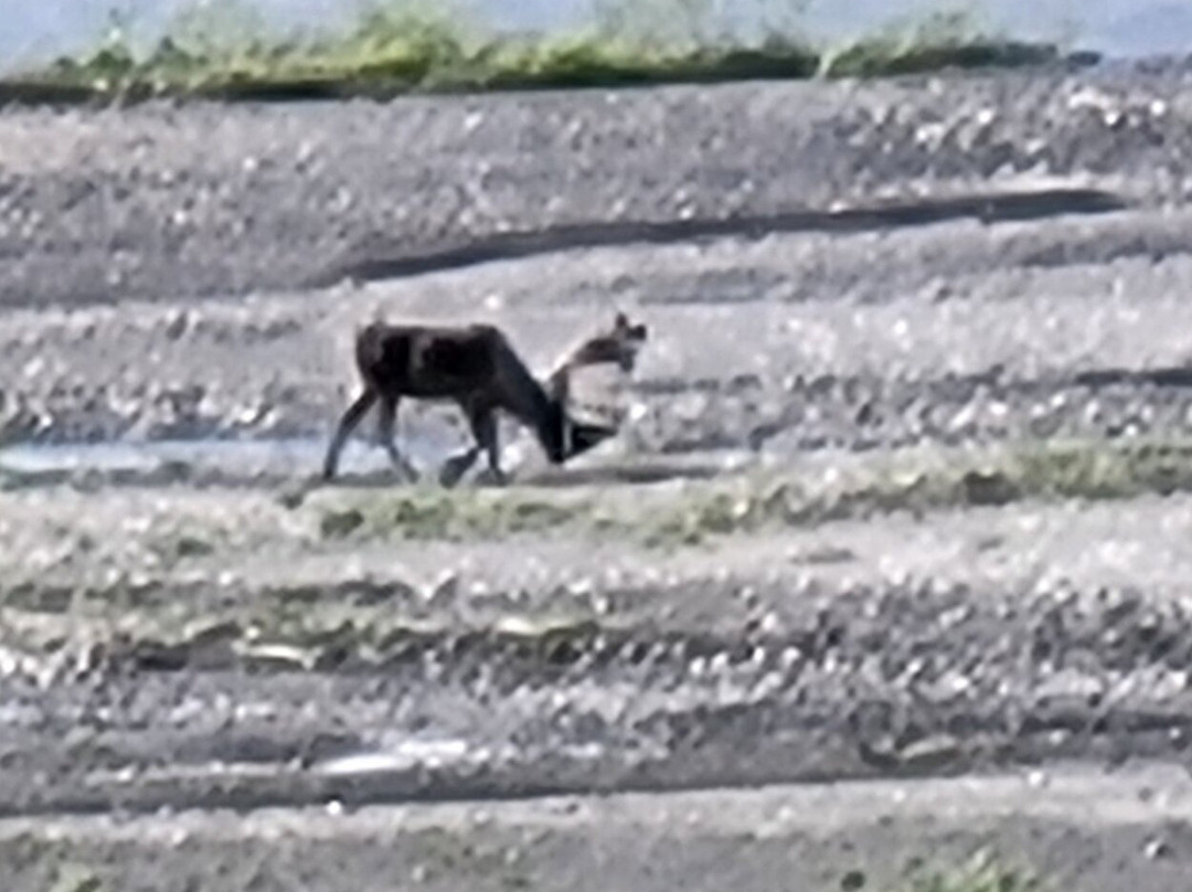 Denali Natural History Tour-德纳利国家公园和自然保护区必去景点