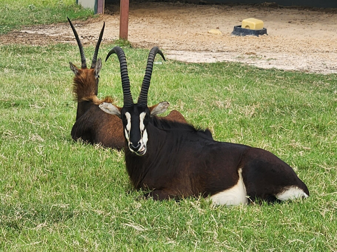 Texas Zoofari Park-Kaufman必去景点