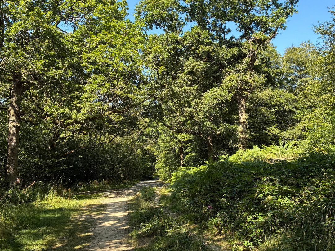 Hamstreet Woods National Nature Reserve-Hamstreet必去景点