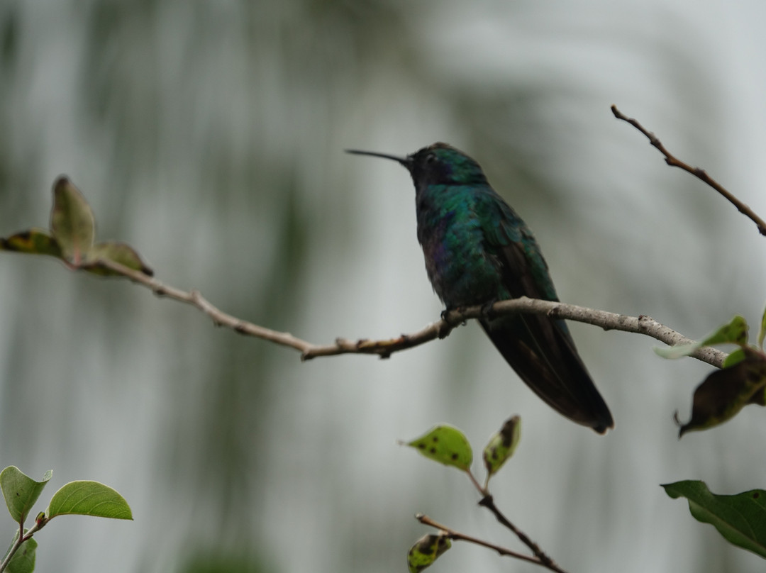 El Refugio De Colibríes-Samaipata必去景点