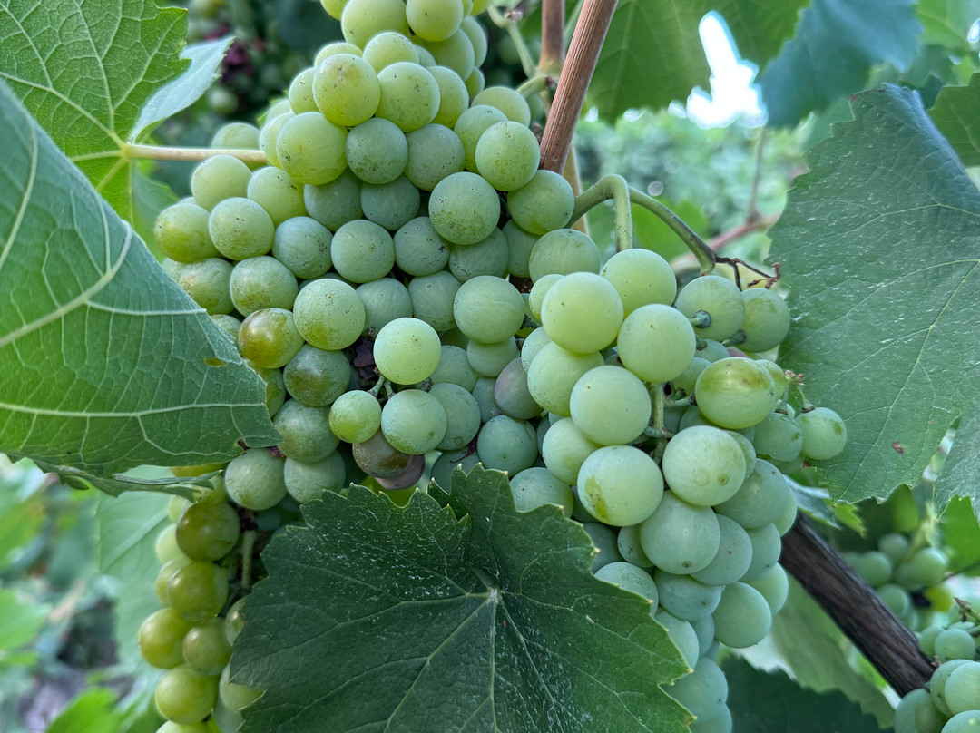 Cobo Winery-Ura Vajgurore必去景点
