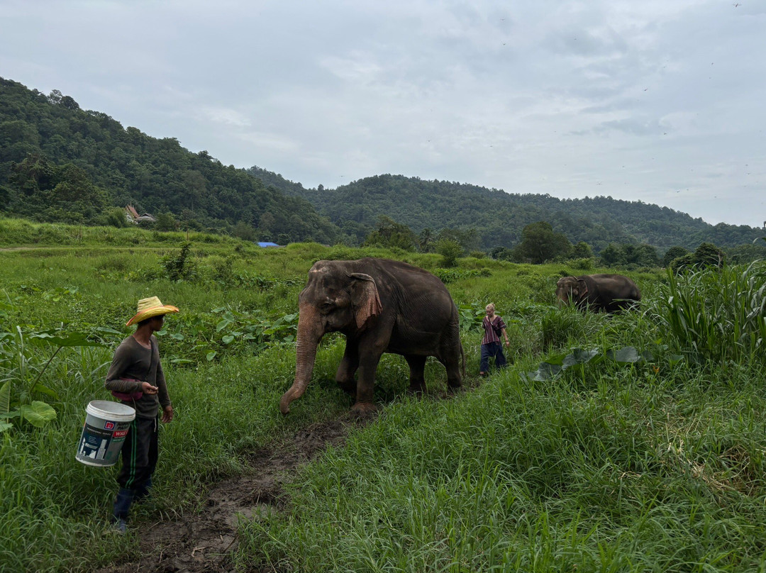 Doi Lom Elephant Rescue Sanctuary-夜登必去景点