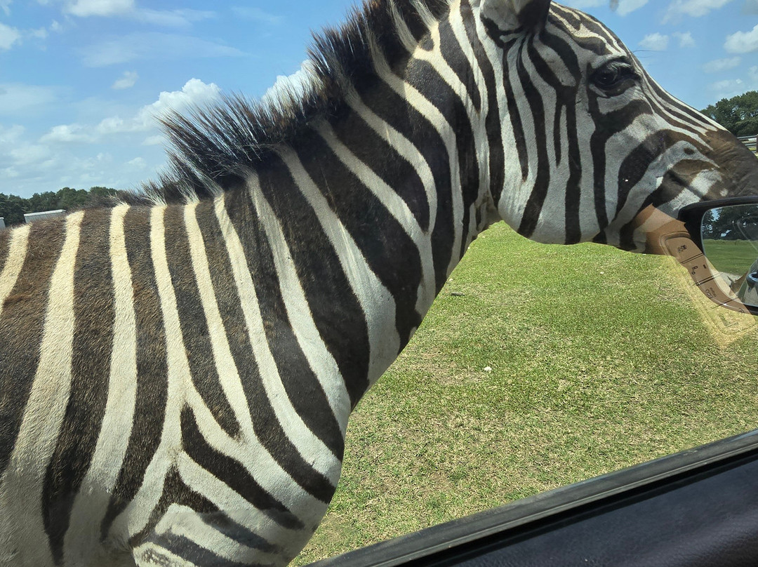 Franklin Drive Thru Safari-Franklin必去景点