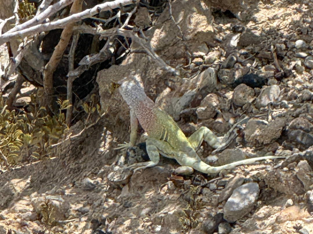 Big Bend National Park - Fossil Bone Exhibit-大弯国家公园必去景点