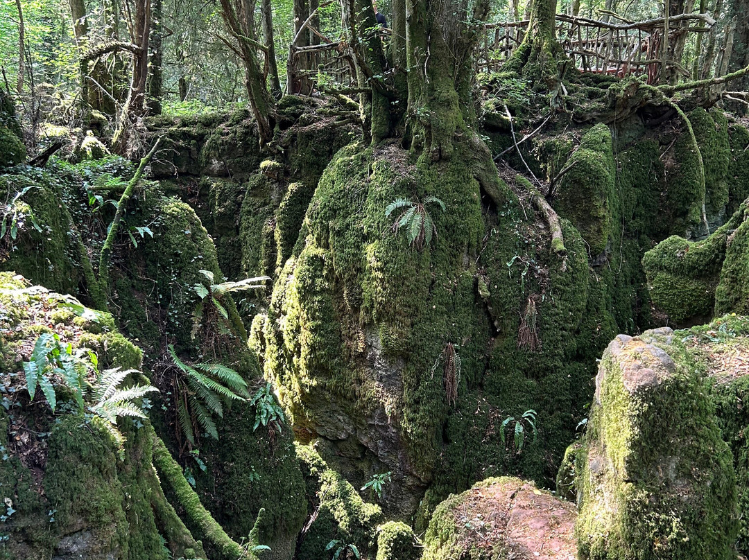 Puzzlewood-Coleford必去景点