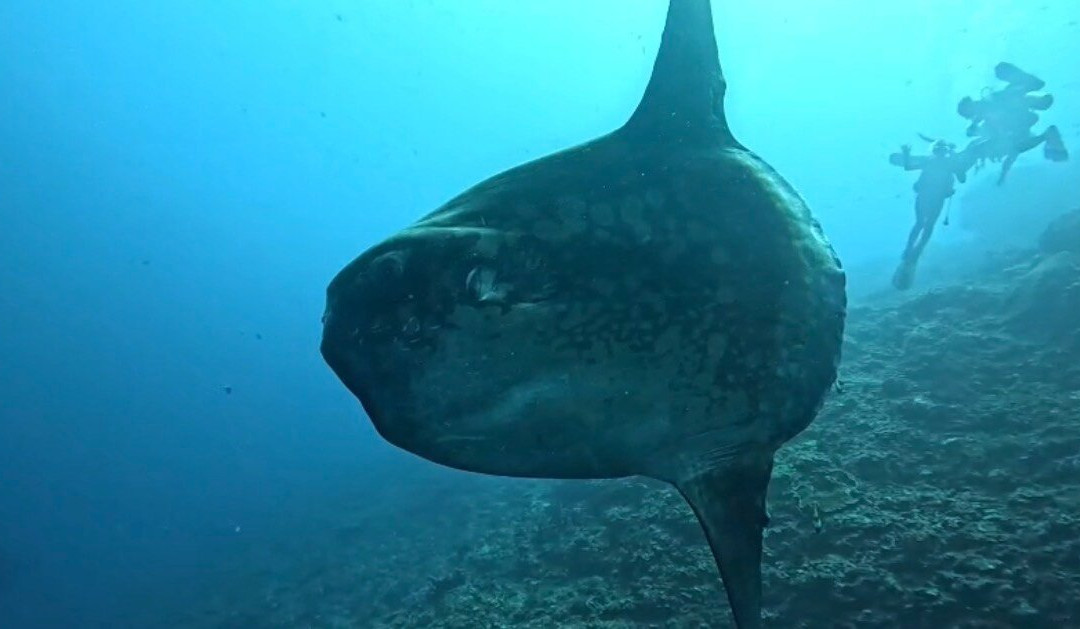 Bali Hai Diving Adventures-蓝梦岛必去景点