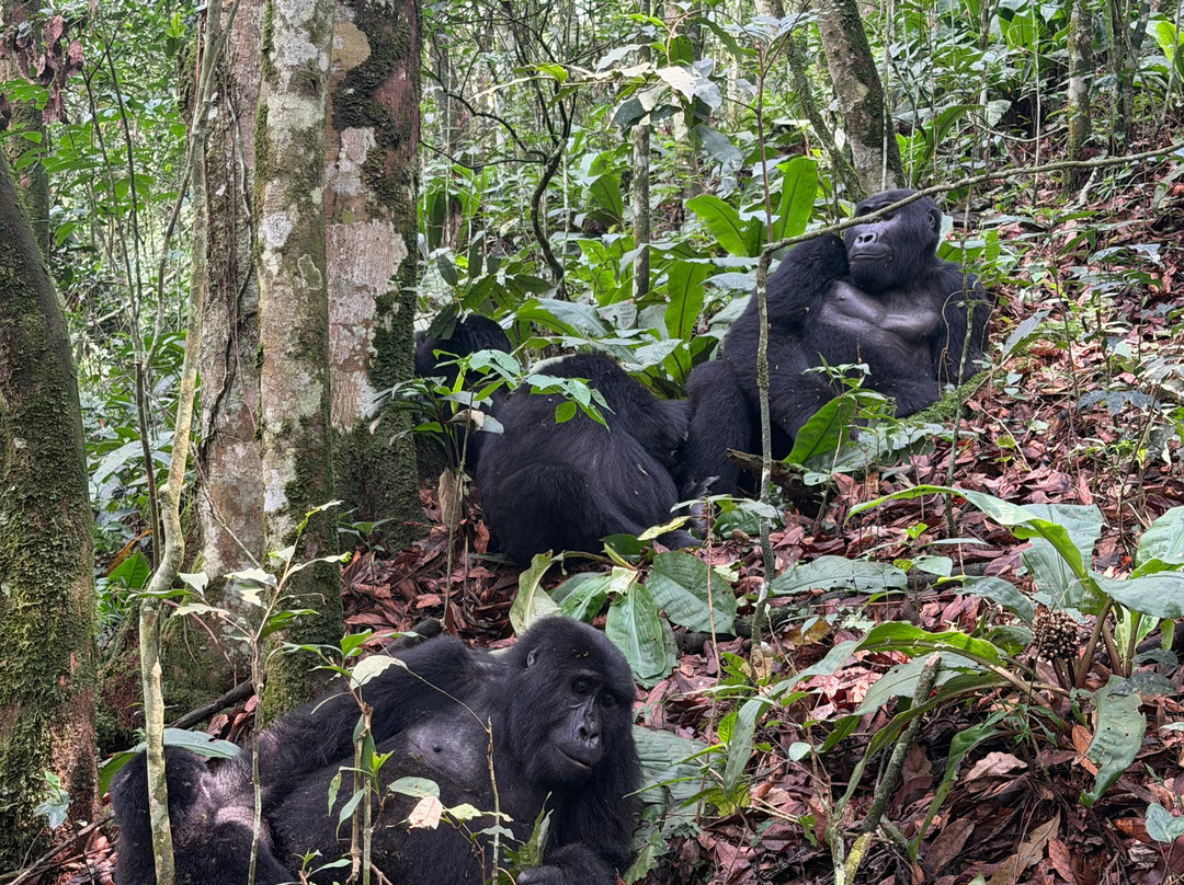 Bwindi Impenetrable Forest-Western Region必去景点