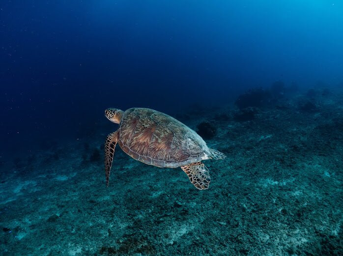 Trawangan Dive Centre-吉利特拉万安必去景点