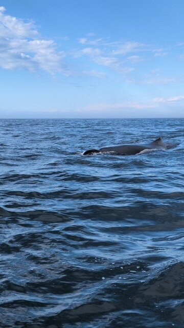 Freeport Whale & Seabird Tours-Freeport必去景点