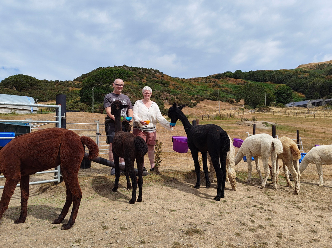 Antur Alpaca At Geufron Farm-Tywyn必去景点