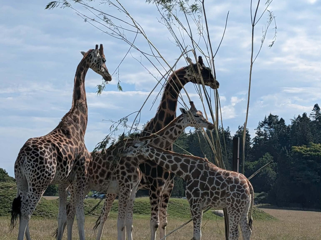 Knuthenborg Safaripark-马里博必去景点