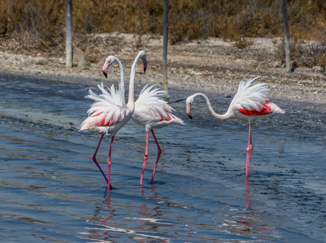 Parco Naturale Molentargius-Saline-卡利亚里省必去景点