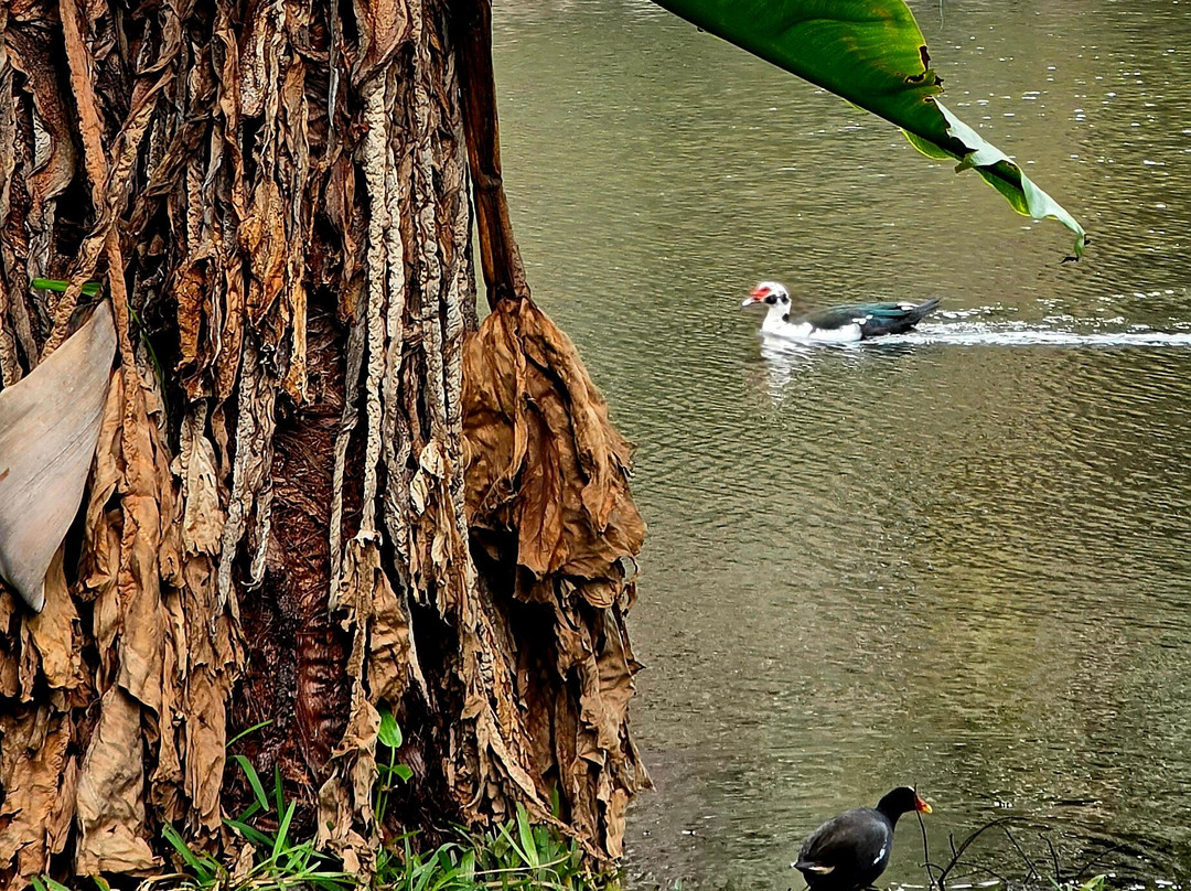 Sir Seewoosagur Ramgoolam Botanical Garden