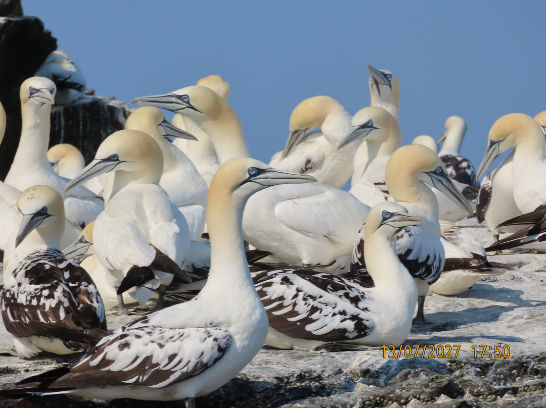Seabirds and Seals - The Original Noss Boat Tours-Lerwick必去景点