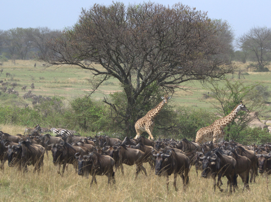 Makasa Tanzania Safaris-莫西必去景点