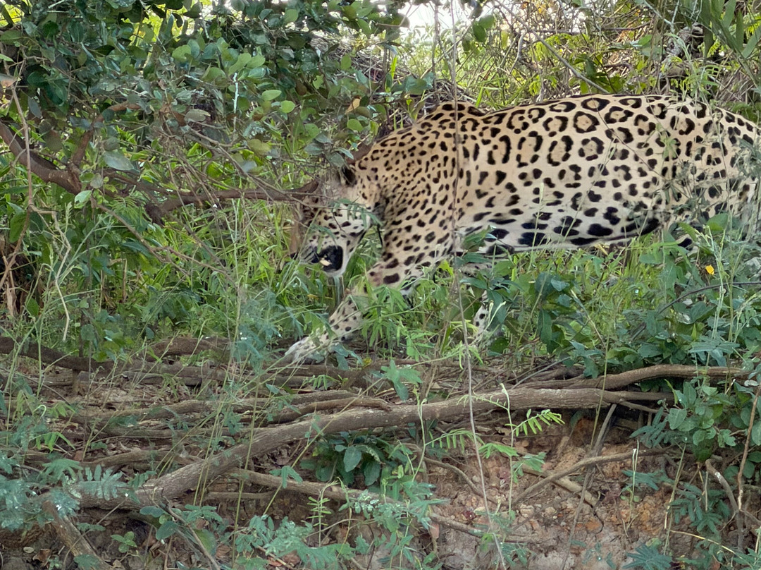 Jaguar Photo Expeditions-Varzea Grande必去景点