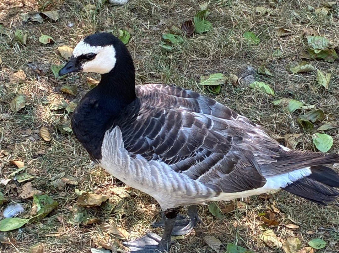 Parc Des Oiseaux-Villars-les-Dombes必去景点