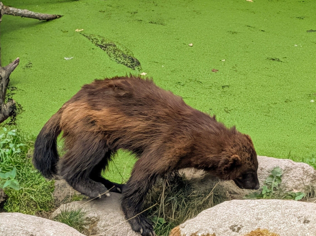 Parc Animalier De Sainte-croix-Rhodes必去景点