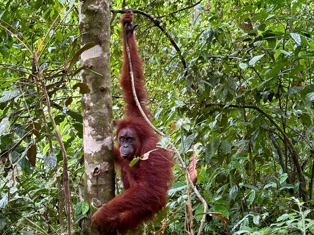 Sumatra Orangutan Explore-武吉拉旺必去景点