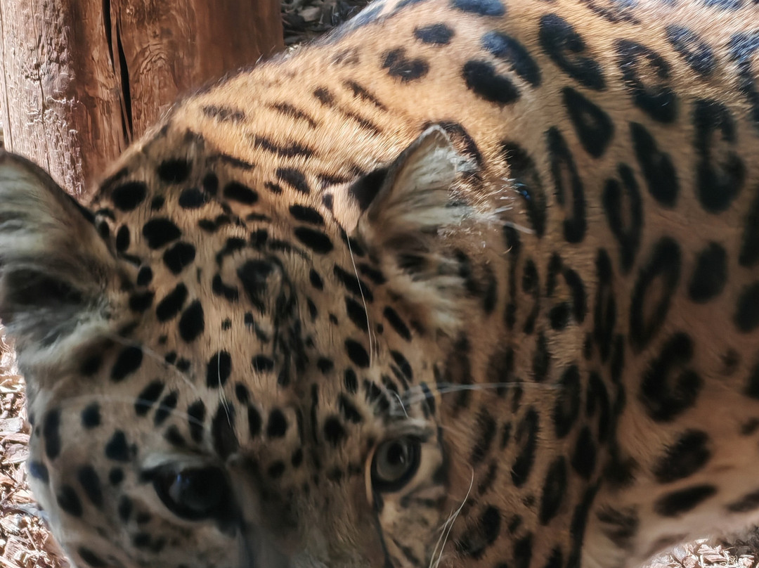 Colchester Zoo-科尔切斯特必去景点