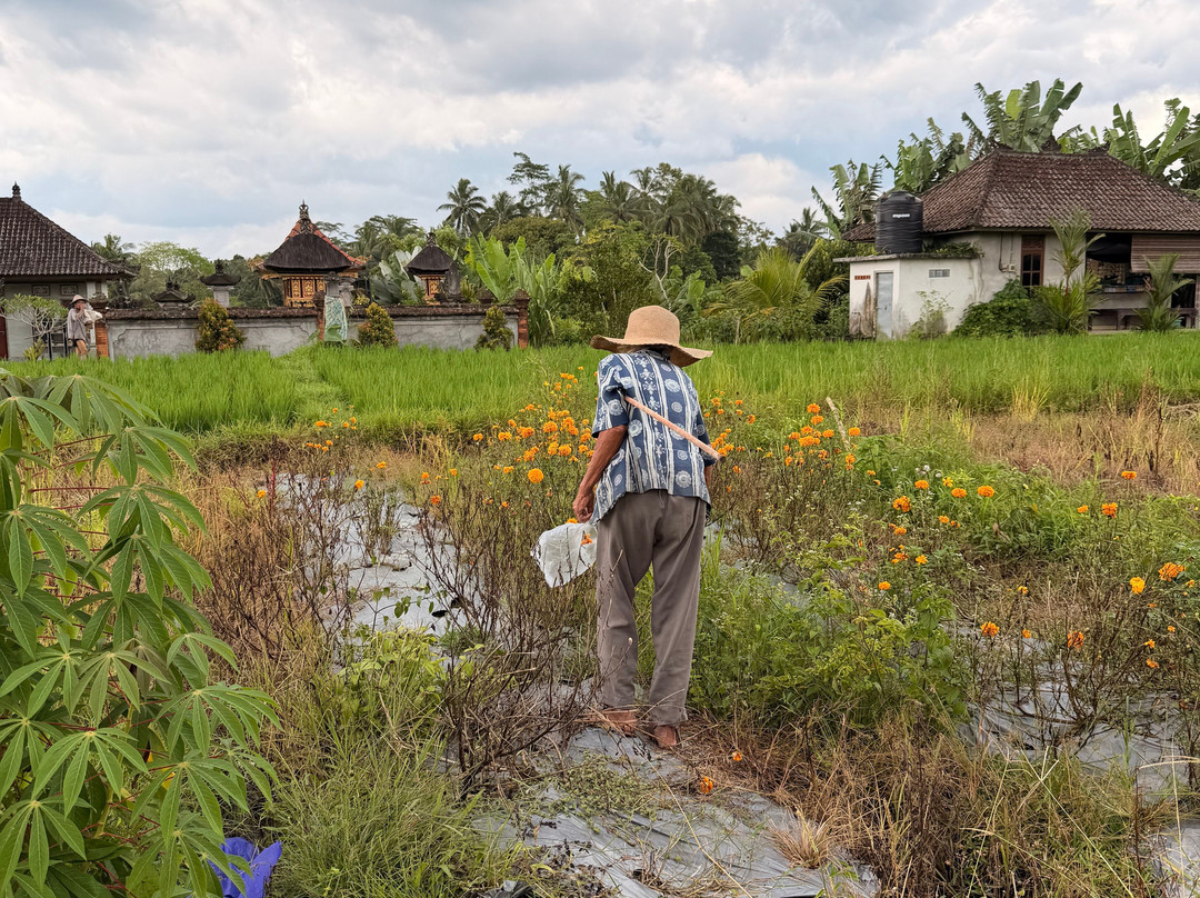 Bali Nature Trek (Ketut Dharma)-乌布必去景点