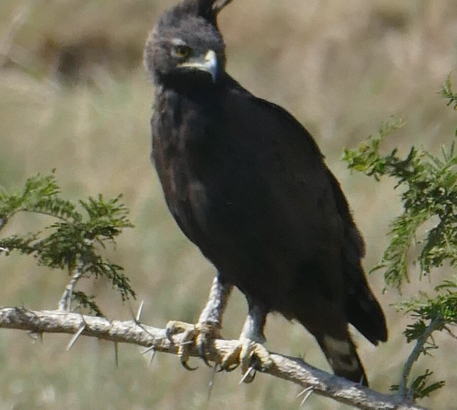 Bateleur Eagle Safaris-内罗毕必去景点