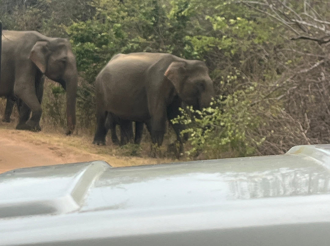 Hashkora Safari Udawalawe-乌达瓦拉瓦必去景点