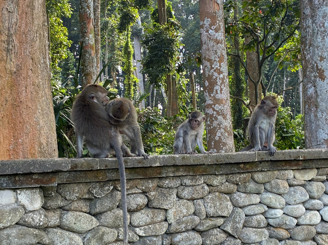 Sangeh Monkey Forest-Sangeh必去景点