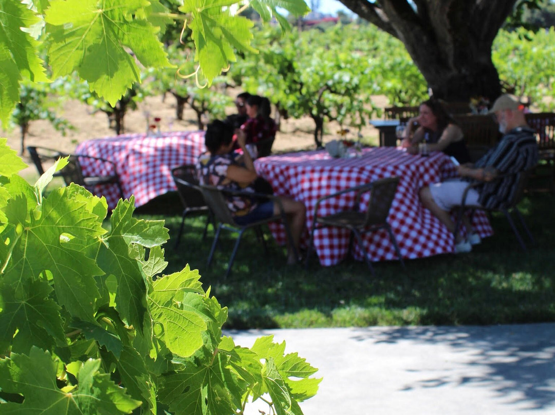 Testa Vineyards-Calpella必去景点