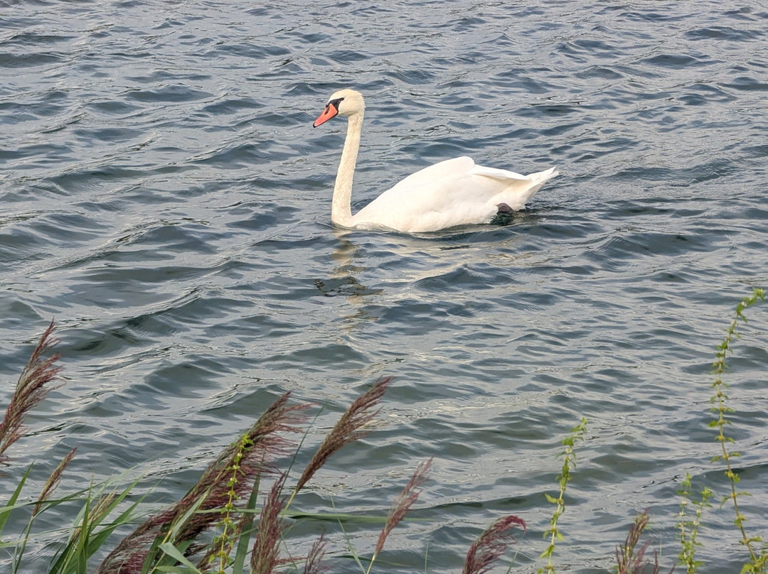 Breisacher Fahrradverleih-Breisach am Rhein必去景点