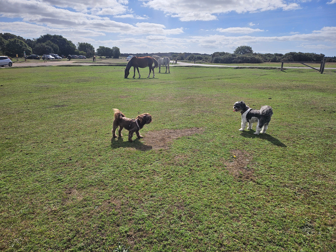 New Forest Caravan and Motorhome Club Centenary Campsite