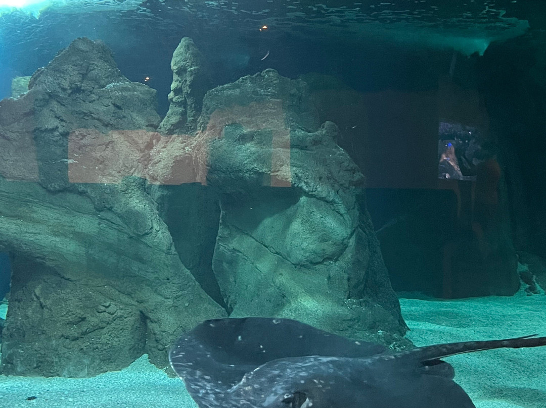 Lanzarote Aquarium-科斯塔特吉塞必去景点