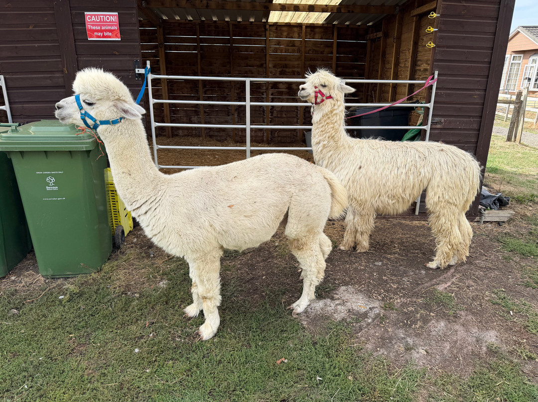 Lane House Alpaca Farm-切本哈姆必去景点