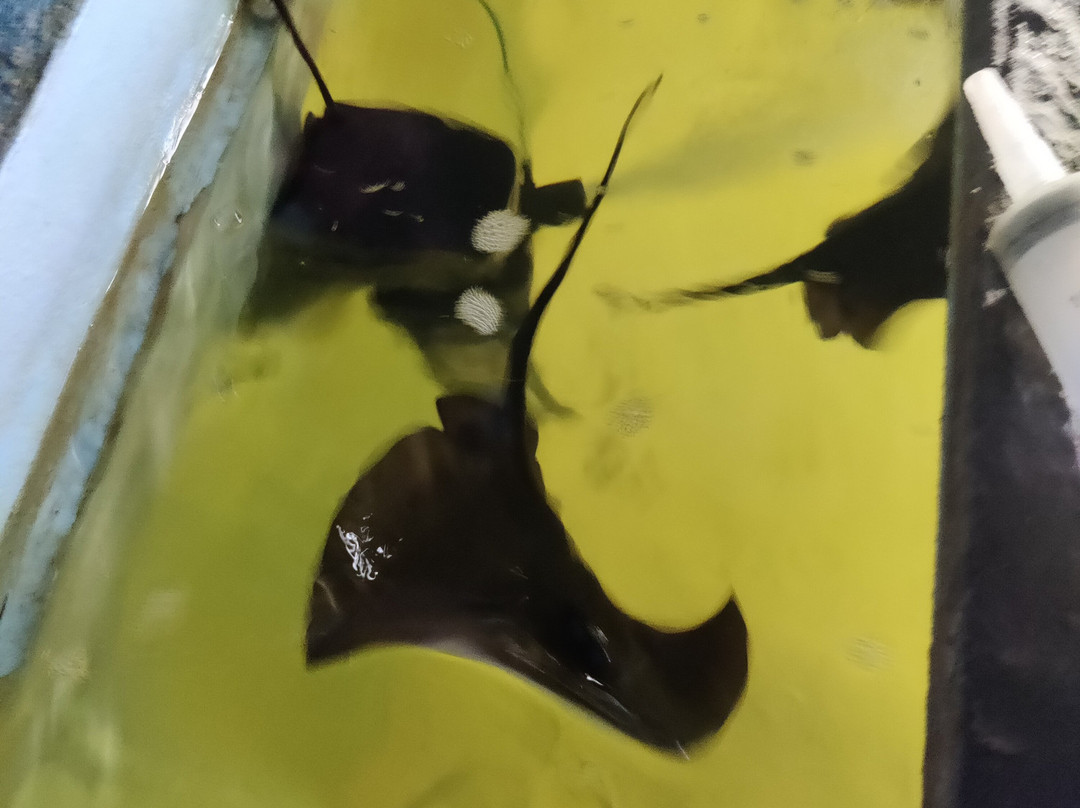 Aquarium Of Faliraki (Aquaworld)-Faliraki必去景点