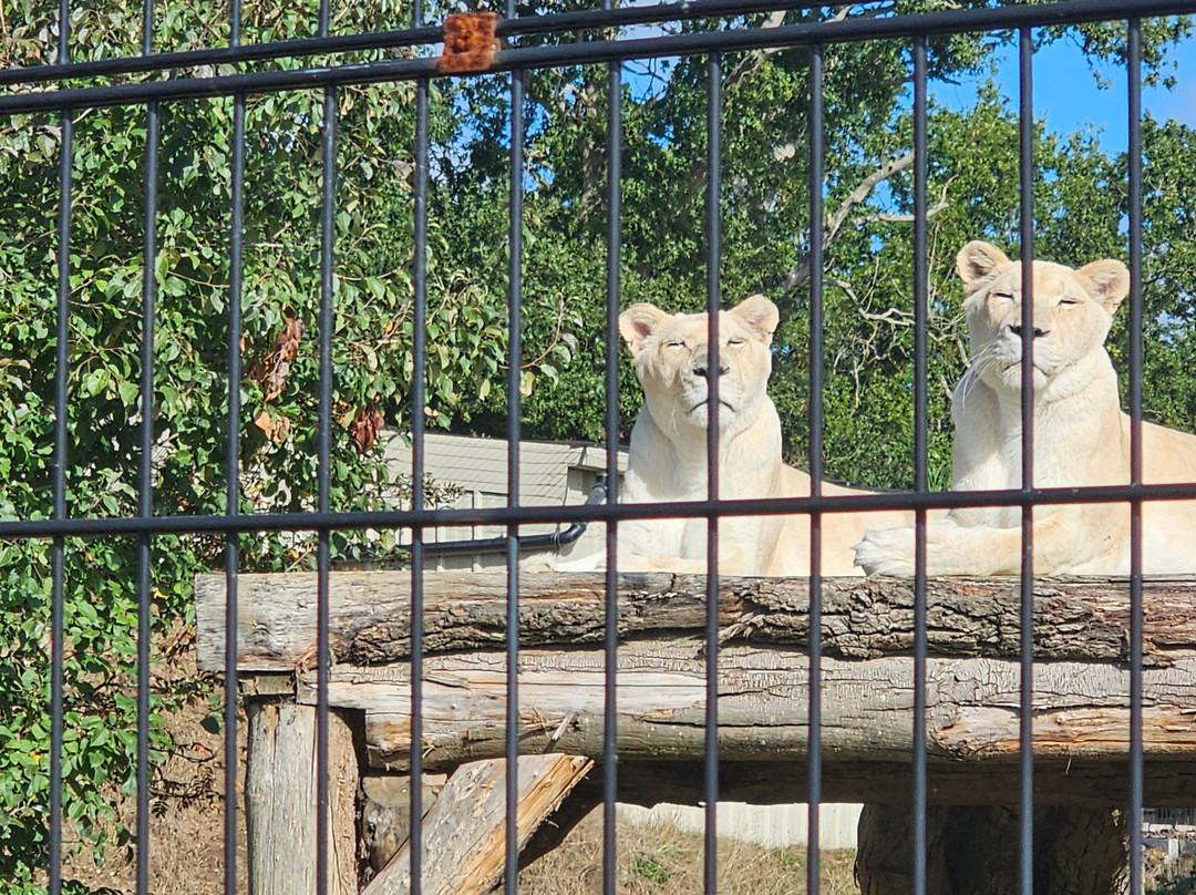 The Big Cat Sanctuary-Smarden必去景点