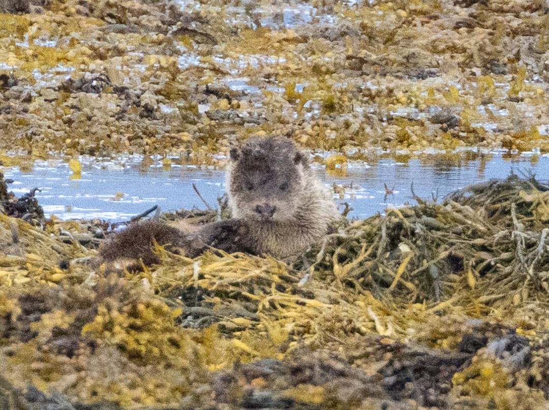 Mull Wildlife Breaks-Salen必去景点